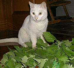 貓薄荷怎么用？貓薄荷和薄荷的區(qū)別