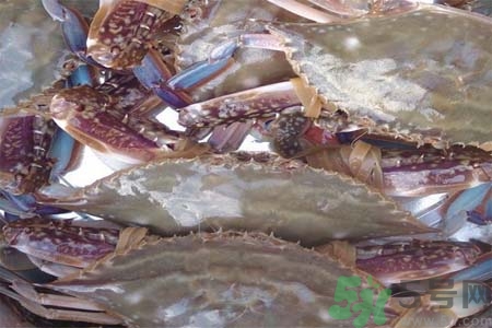 孕婦可以吃梭子蟹嗎？梭子蟹怎么洗？