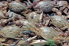 孕婦可以吃梭子蟹嗎？梭子蟹怎么洗？