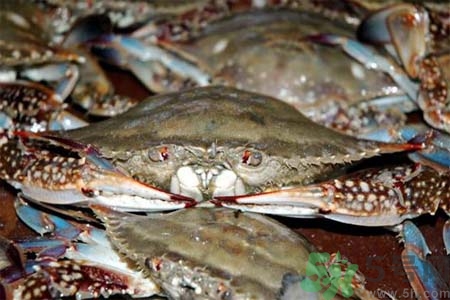 孕婦可以吃梭子蟹嗎？梭子蟹怎么洗？