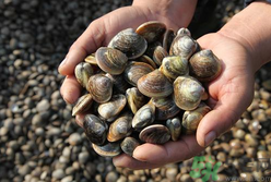 文蛤怎么洗？文蛤怎么做好吃？