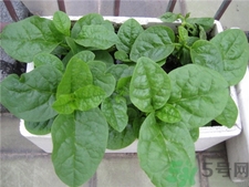 木耳菜孕婦能吃嗎?孕婦吃木耳菜好嗎? 木耳菜孕婦能吃嗎?孕婦吃木耳菜好嗎?