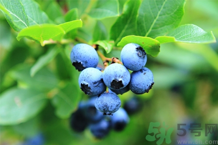 藍(lán)莓怎么洗？藍(lán)莓可以怎么吃？