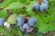 藍(lán)莓怎么洗？藍(lán)莓可以怎么吃？