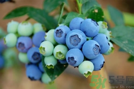 藍(lán)莓怎么洗？藍(lán)莓可以怎么吃？