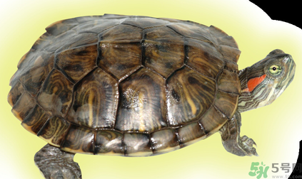 烏龜可以吃嗎？烏龜怎么吃？