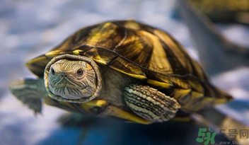 烏龜可以吃嗎？烏龜怎么吃？