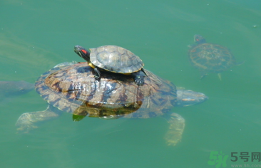 烏龜可以吃嗎？烏龜怎么吃？