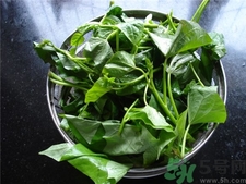 木耳菜的營(yíng)養(yǎng)價(jià)值 木耳菜的功效與作用 木耳菜的營(yíng)養(yǎng)價(jià)值 木耳菜的功效與作用