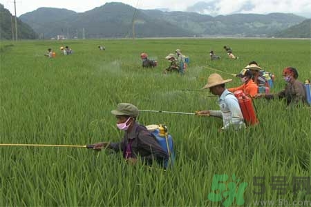 怎么洗掉水果上的農(nóng)藥？農(nóng)藥殘留的危害有哪些？