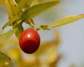 孕婦可以吃酸棗嗎？酸棗的功效與作用