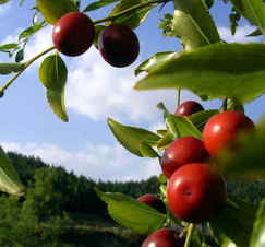 孕婦可以吃酸棗嗎？酸棗的功效與作用