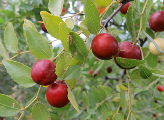 孕婦可以吃酸棗嗎？酸棗的功效與作用
