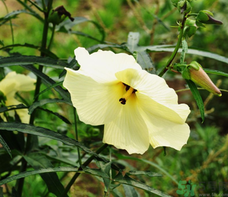 黃秋葵花的功效與作用 黃秋葵的做法大全 黃秋葵花的功效與作用 黃秋葵的做法大全