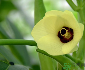 黃秋葵花的功效與作用 黃秋葵的做法大全 黃秋葵花的功效與作用 黃秋葵的做法大全