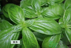 孕婦可以吃紫蘇嗎？孕婦吃紫蘇的好處及注意事項(xiàng)