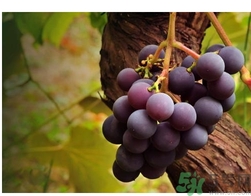 自釀葡萄可以吃嗎？自釀葡萄會產(chǎn)生氣壓嗎？