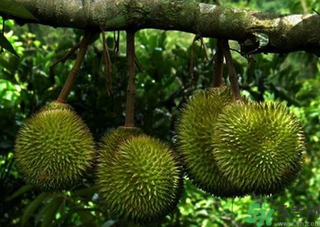 金枕頭榴蓮和普通榴蓮有什么區(qū)別？金枕頭榴蓮怎么挑？