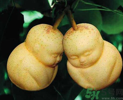 娃娃梨是怎么種出來(lái)的？娃娃梨為什么外形像娃娃？