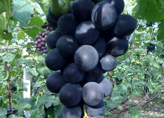 孕婦可以吃巨峰葡萄嗎？孕婦吃葡萄好嗎？