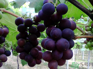 孕婦可以吃巨峰葡萄嗎？孕婦吃葡萄好嗎？