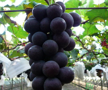 巨峰葡萄皮可以吃嗎？巨峰葡萄的好處及禁忌