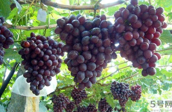 巨峰葡萄皮可以吃嗎？巨峰葡萄的好處及禁忌