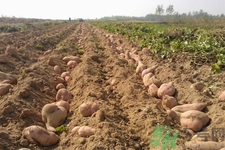 白薯不能和什么一起吃？香蕉和白薯能一起吃嗎？