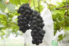 夏黑葡萄孕婦能吃嗎？孕婦吃夏黑葡萄的好處及禁忌