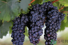夏黑葡萄孕婦能吃嗎？孕婦吃夏黑葡萄的好處及禁忌
