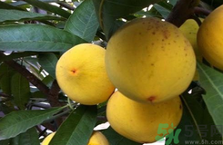 蛋黃果怎么吃？蛋黃果的功效與作用