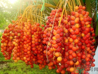 椰棗怎么吃？椰棗的功效與作用