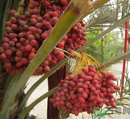 椰棗怎么吃？椰棗的功效與作用