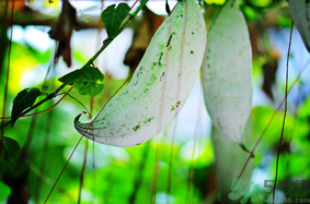 老鼠瓜怎么吃？老鼠瓜的功效與作用