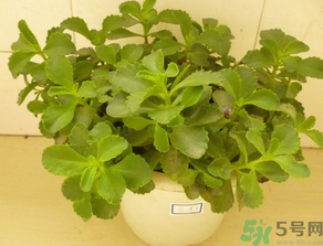 救心菜怎么吃？救心菜的吃法