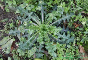 救心菜怎么吃？救心菜的吃法