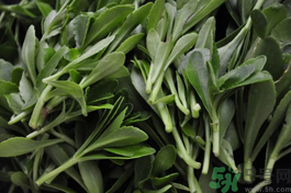 救心菜的營養(yǎng)價值 救心菜的功效與作用及食用方法 救心菜的營養(yǎng)價值 救心菜的功效與作用及食用方法