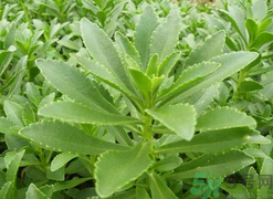 救心菜的營養(yǎng)價值 救心菜的功效與作用及食用方法 救心菜的營養(yǎng)價值 救心菜的功效與作用及食用方法