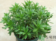 救心菜的營養(yǎng)價值 救心菜的功效與作用及食用方法 救心菜的營養(yǎng)價值 救心菜的功效與作用及食用方法