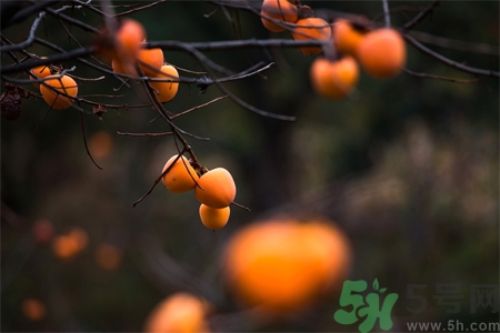 柿餅怎么吃？柿餅不能和什么一起吃？