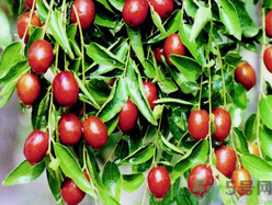 孕婦能吃金絲棗嗎？金絲棗的功效作用