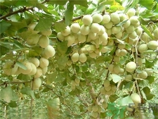 白果的營養(yǎng)價值 白果的功效與作用 白果的營養(yǎng)價值 白果的功效與作用