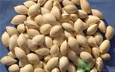 白果有毒嗎?白果有毒怎么處理? 白果有毒嗎?白果有毒怎么處理?