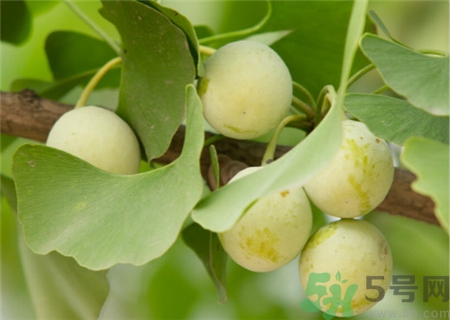 白果有毒嗎?白果有毒怎么處理? 白果有毒嗎?白果有毒怎么處理?