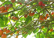 樹(shù)番茄怎么吃？樹(shù)番茄的功效作用