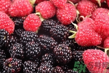 桑葚的功效與作用 桑葚的營(yíng)養(yǎng)價(jià)值 桑葚的功效與作用 桑葚的營(yíng)養(yǎng)價(jià)值