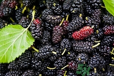 桑葚的功效與作用 桑葚的營(yíng)養(yǎng)價(jià)值 桑葚的功效與作用 桑葚的營(yíng)養(yǎng)價(jià)值