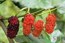 桑葚的功效與作用 桑葚的營(yíng)養(yǎng)價(jià)值 桑葚的功效與作用 桑葚的營(yíng)養(yǎng)價(jià)值