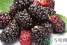 桑葚的功效與作用 桑葚的營(yíng)養(yǎng)價(jià)值 桑葚的功效與作用 桑葚的營(yíng)養(yǎng)價(jià)值