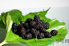 桑葚的功效與作用 桑葚的營(yíng)養(yǎng)價(jià)值 桑葚的功效與作用 桑葚的營(yíng)養(yǎng)價(jià)值